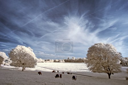 Stunning beautioful unique infra red landscape with false color 