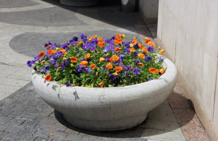 grey concrete flower bed of beautiful orange and purple violets 