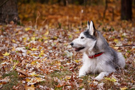 dog on autumn walk