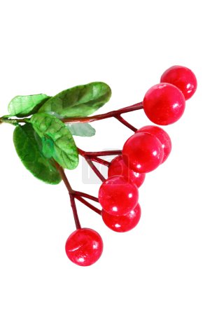 Berries of holly tree