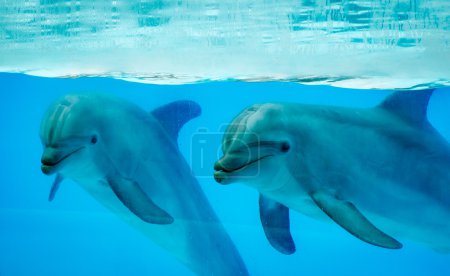 Couple dolphins in a pool