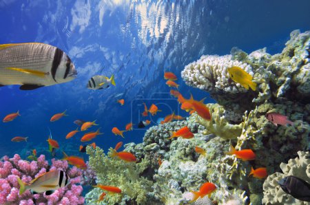 Coral reef with soft and hard corals with exotic fishes