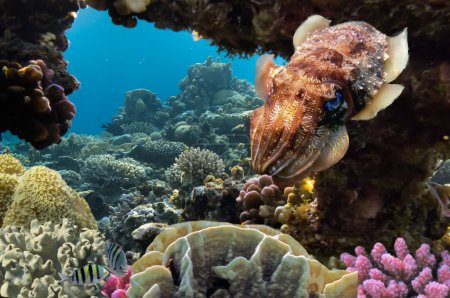 Cuttlefish on Coral Reef in the Red Sea