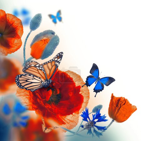 Red poppies, cornflowers and butterfly