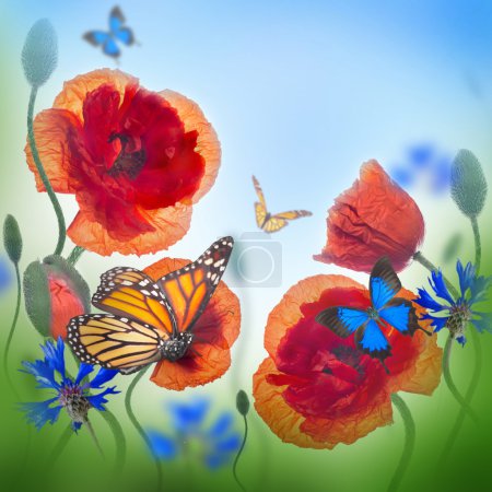 Red poppies, cornflowers and butterfly