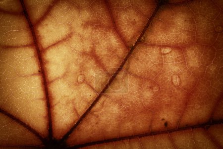 pattern of  dried maple leaf  
