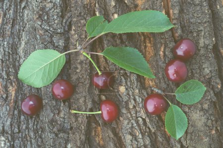 Cherries on the tree bark. Color toning, low contrast
