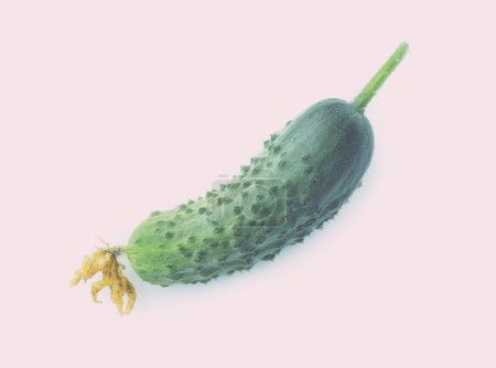 Cucumber isolated on white background. Color toning. Low contras