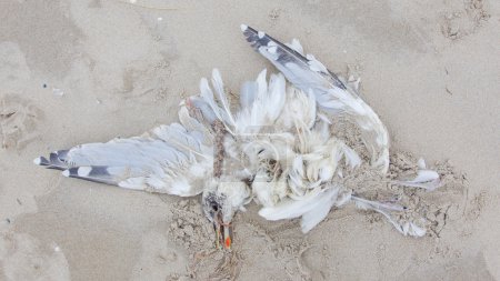 Dead bird on a beach