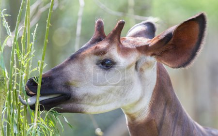 Close-up of an okapi eating