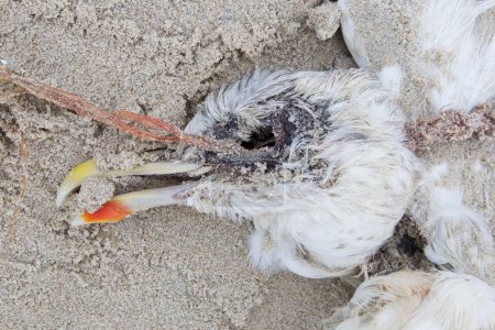 Dead bird on a beach