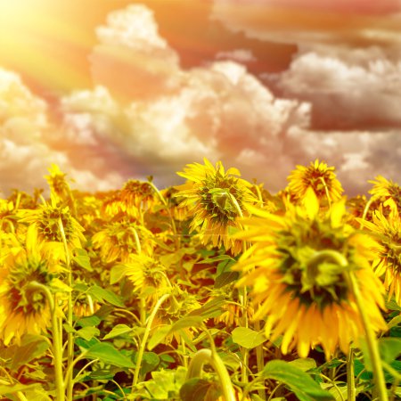 Sunflower field on sunset 