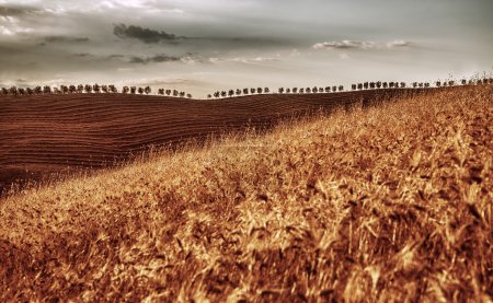Golden dry wheat field