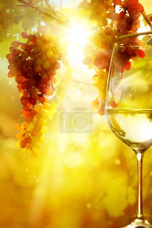 Art the glass of wine and Ripe grapes on a vine with bright sun 