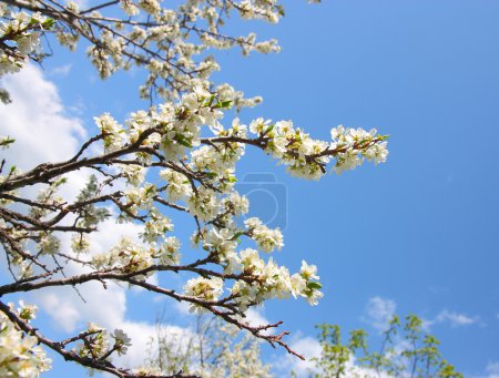 Apple blossom close-up. White flowers