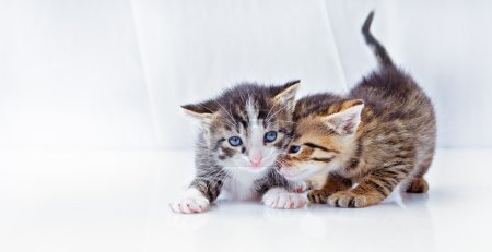 Portrait of two British fold and straight breed kittens