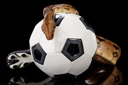 Football snake