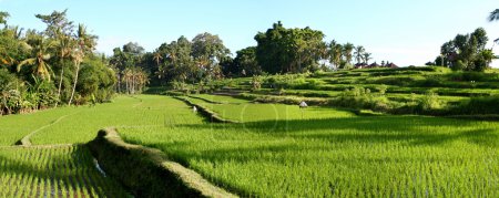 Balinese Rice Terraces