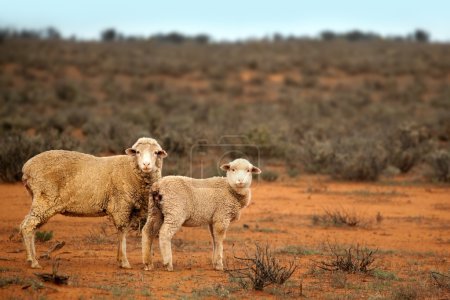 Aussie Sheep
