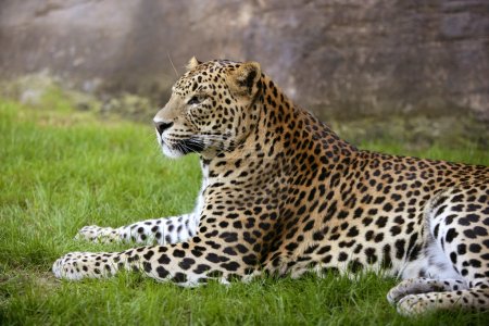 African leopard on green grass