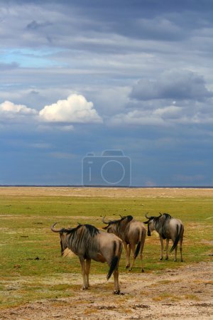 Herd of African Wildebeest grazing