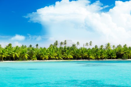 Palms on island and caribbean sea