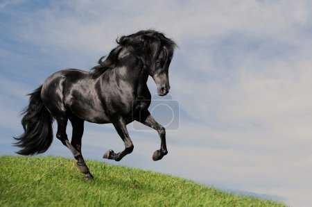 Black horse stallion run gallop