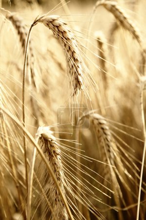 Gold wheat . macro shot