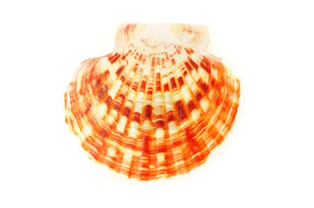 Shell