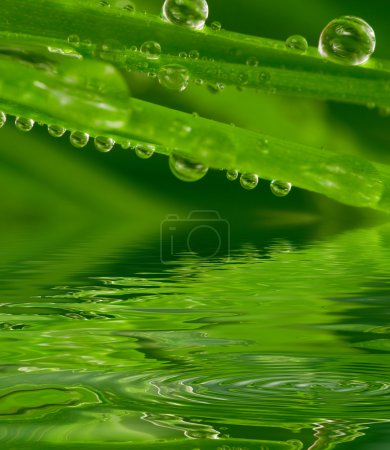 Fresh grass with dew drops