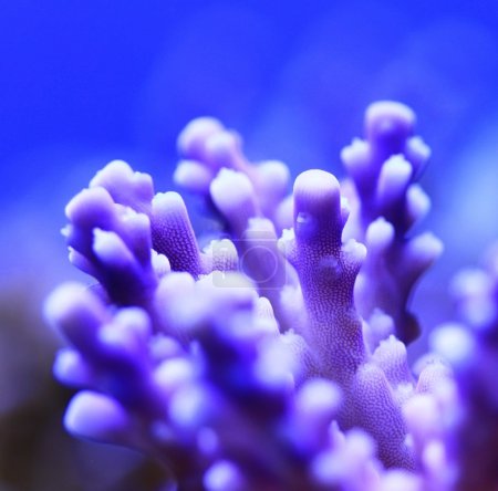 Violet coral