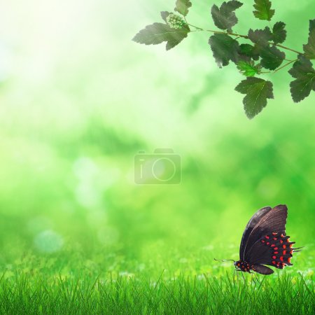 Spring field and butterfly