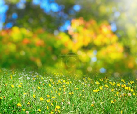 Sunny flower meadow