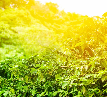 Coffee plantation sunny background
