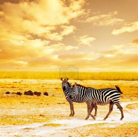 African wild zebras