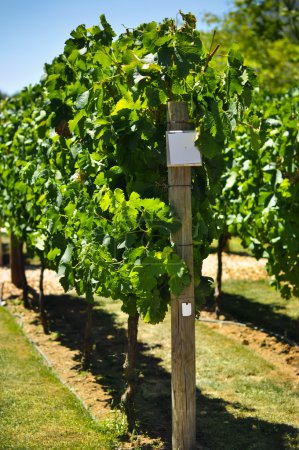 Vine growth variety on plantation