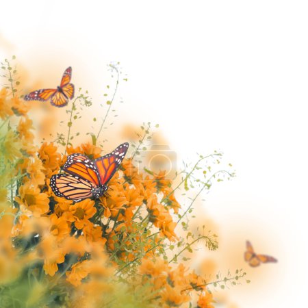 Yellow daisies with butterflies