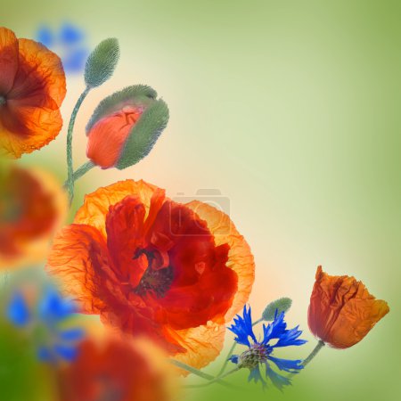 Poppies and cornflowers background