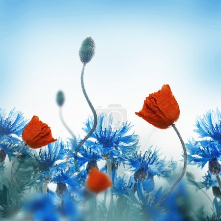 Red poppies field and blue cornflowers