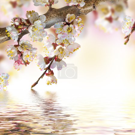 Apricot flowers in water reflection