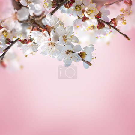 Apricot flowers in spring