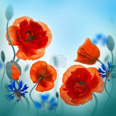 Red poppies field and blue cornflowers
