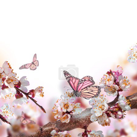 Apricot flowers with butterflies