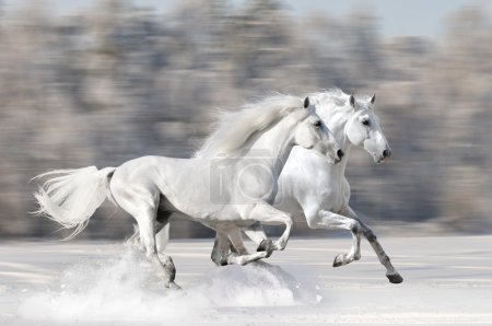 Two white horses in winter run gallop