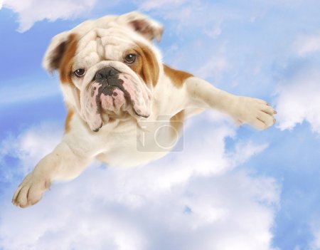 Dog flying in the sky