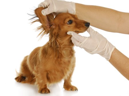 veterinary examination