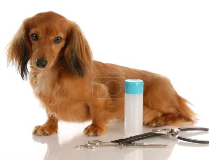 miniature long haired dachshund sitting beside grooming supplies