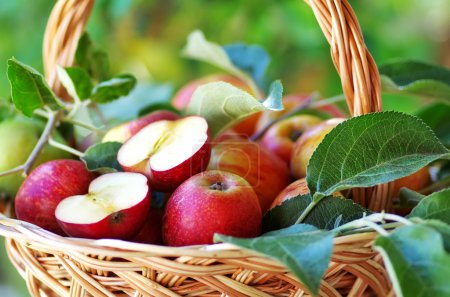 Ripe apples and leaves on basket