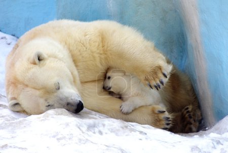 White Polar Bear with little bear lies on an ice floe