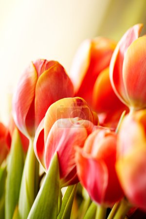 Beautiful bouquet of red tulips